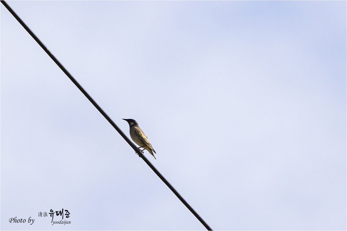 White-cheeked Starling - ML643475025