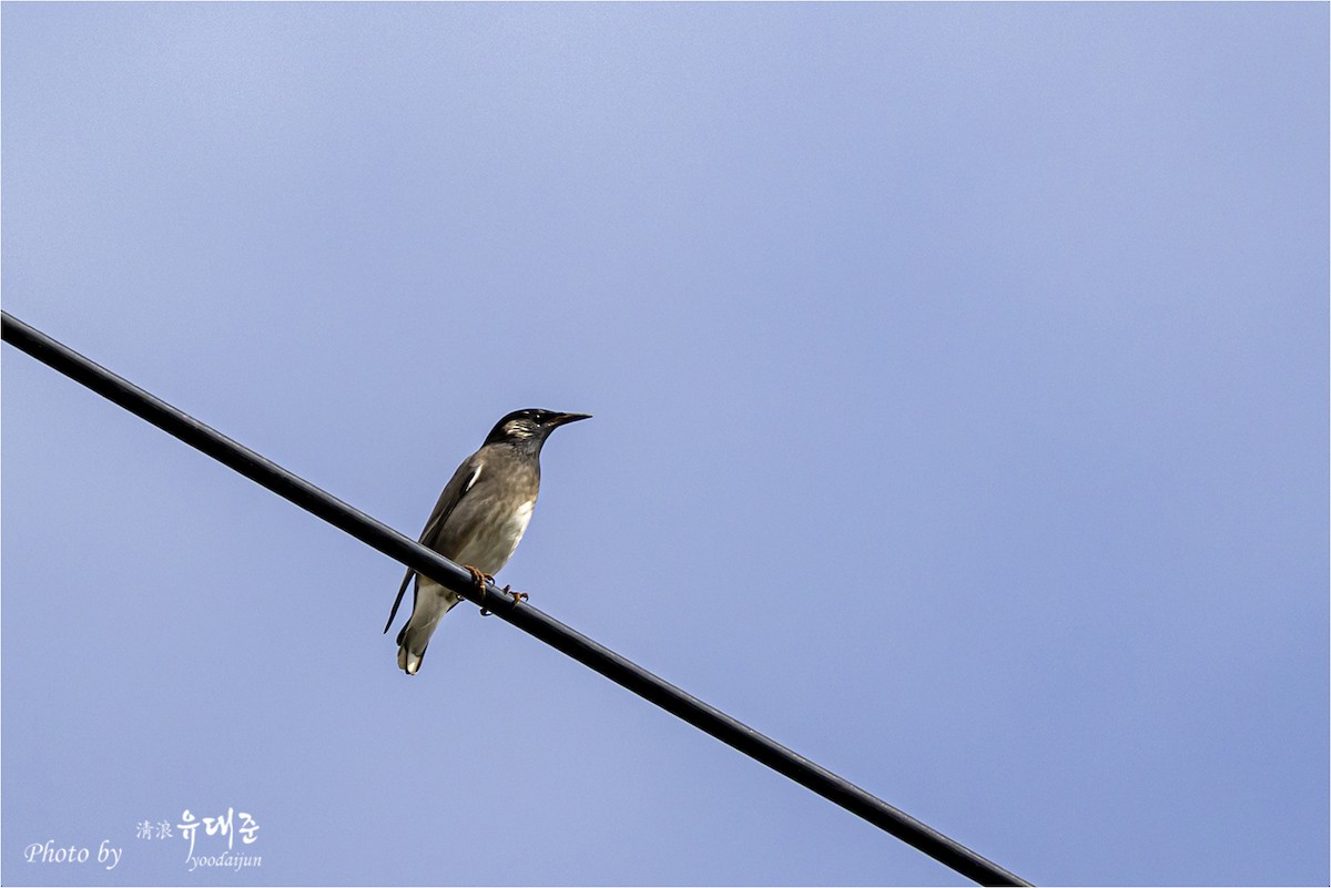 White-cheeked Starling - ML643475026