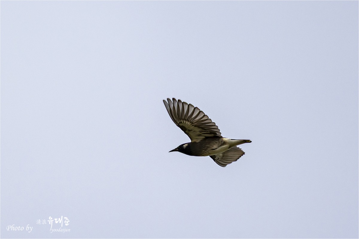 White-cheeked Starling - ML643475027