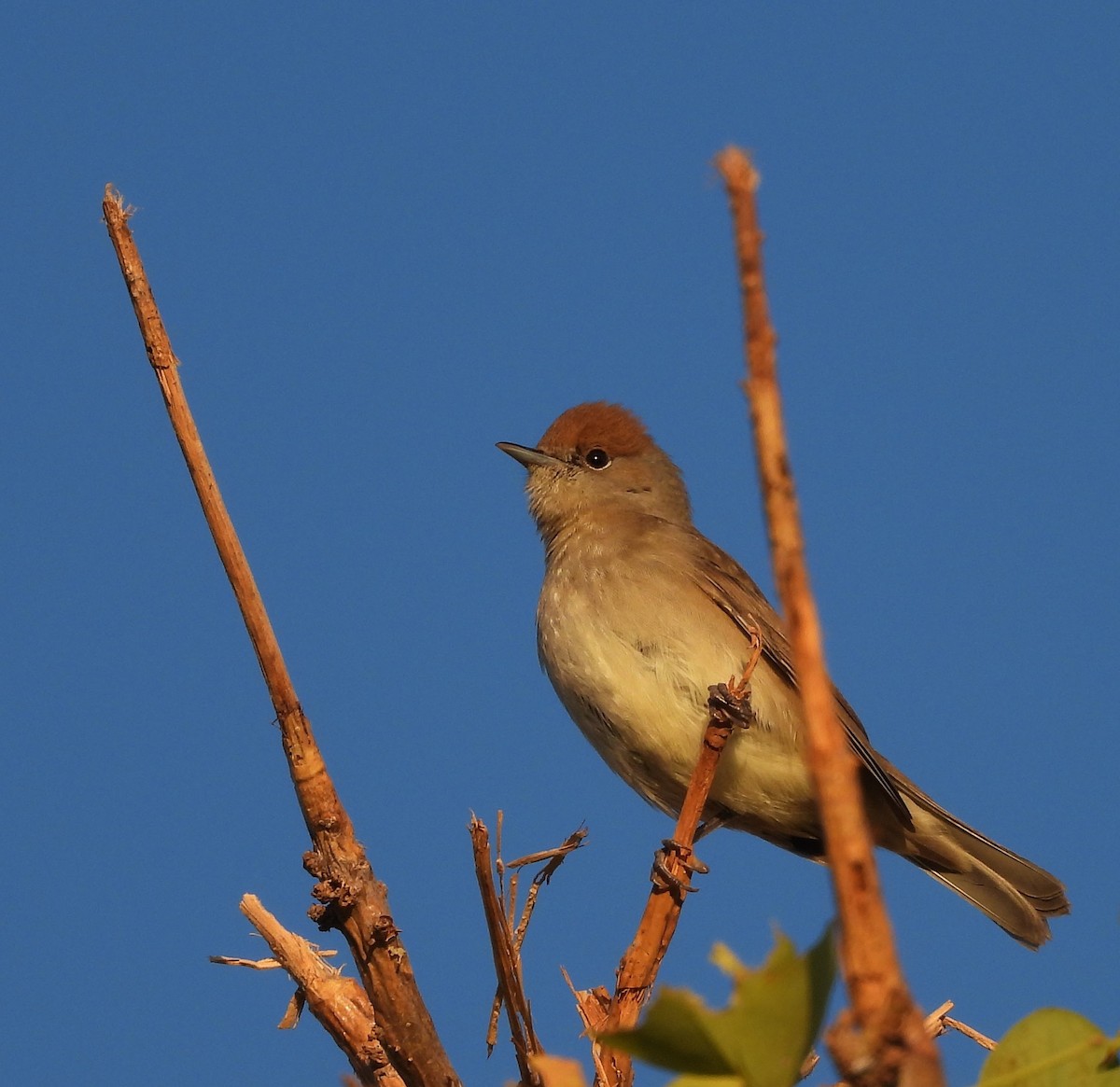 Fauvette à tête noire - ML643475029