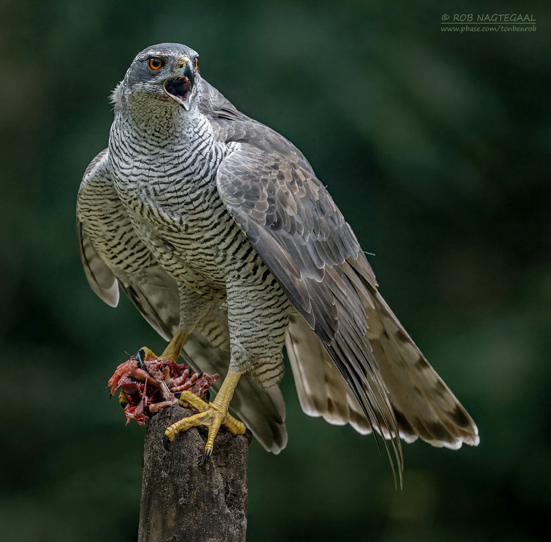 Eurasian Goshawk - ML643475030
