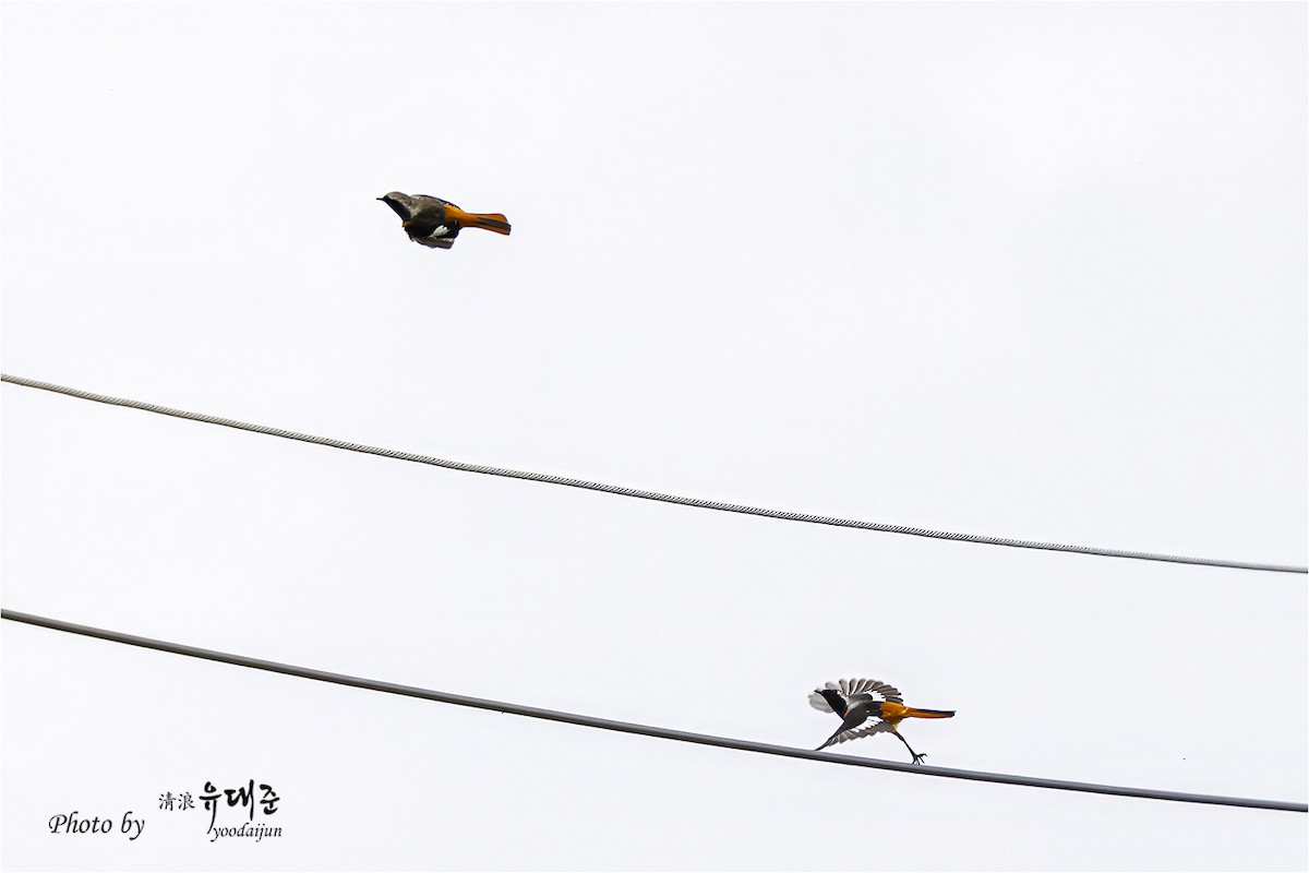 Daurian Redstart - ML643475033