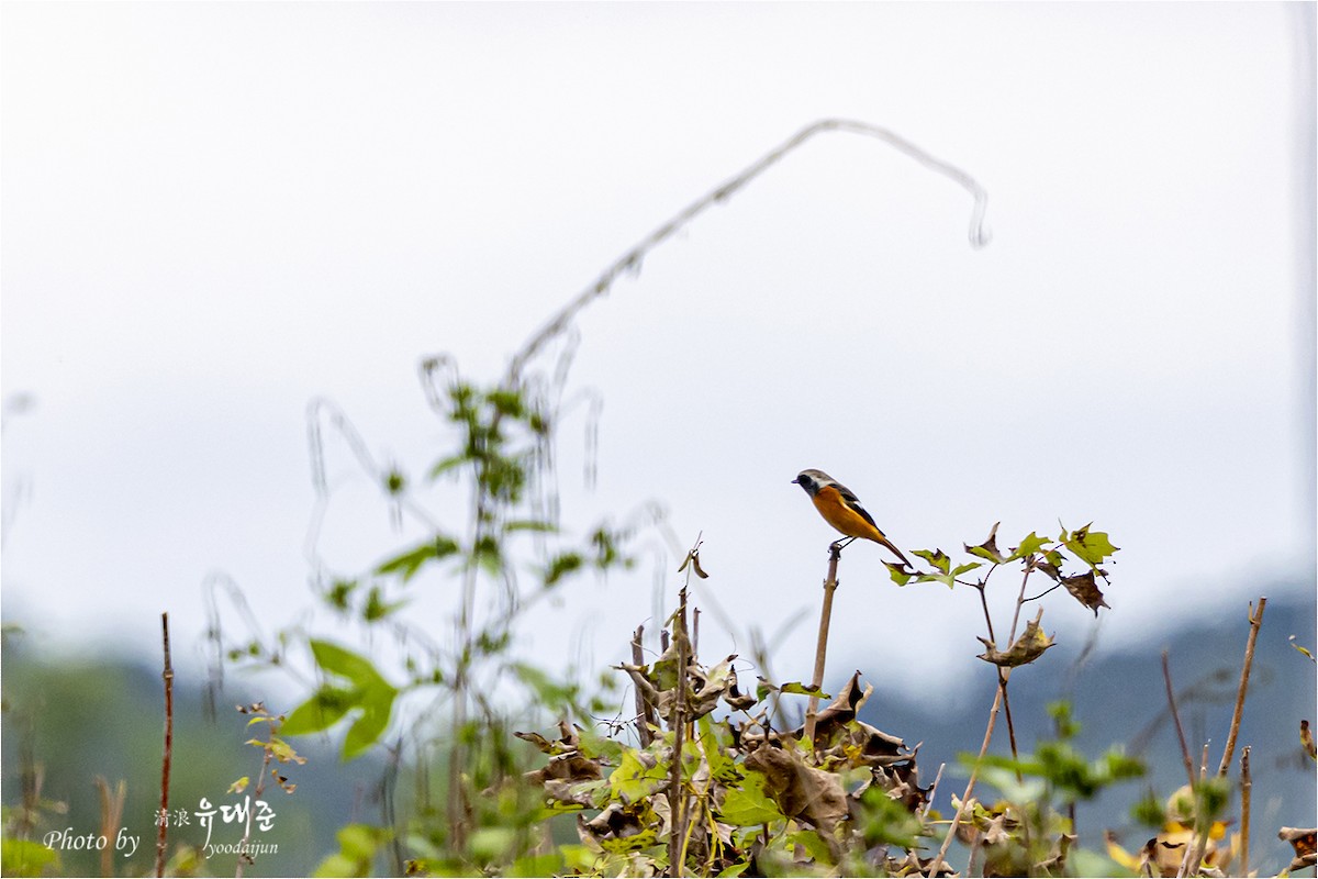 Daurian Redstart - ML643475034