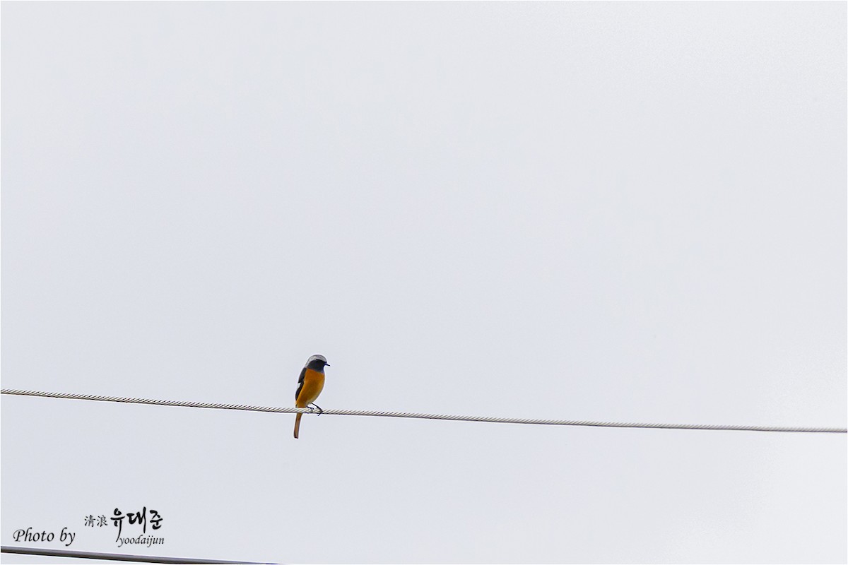 Daurian Redstart - ML643475035