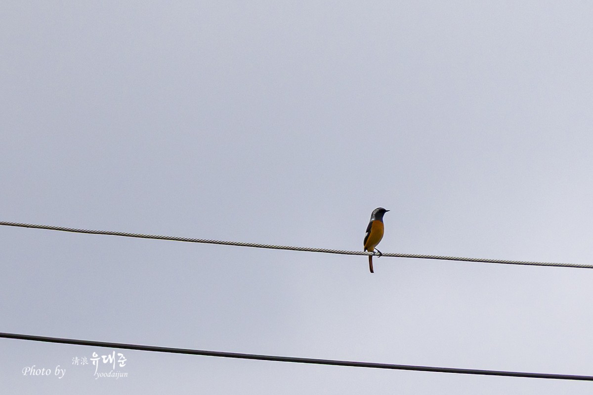 Daurian Redstart - ML643475036