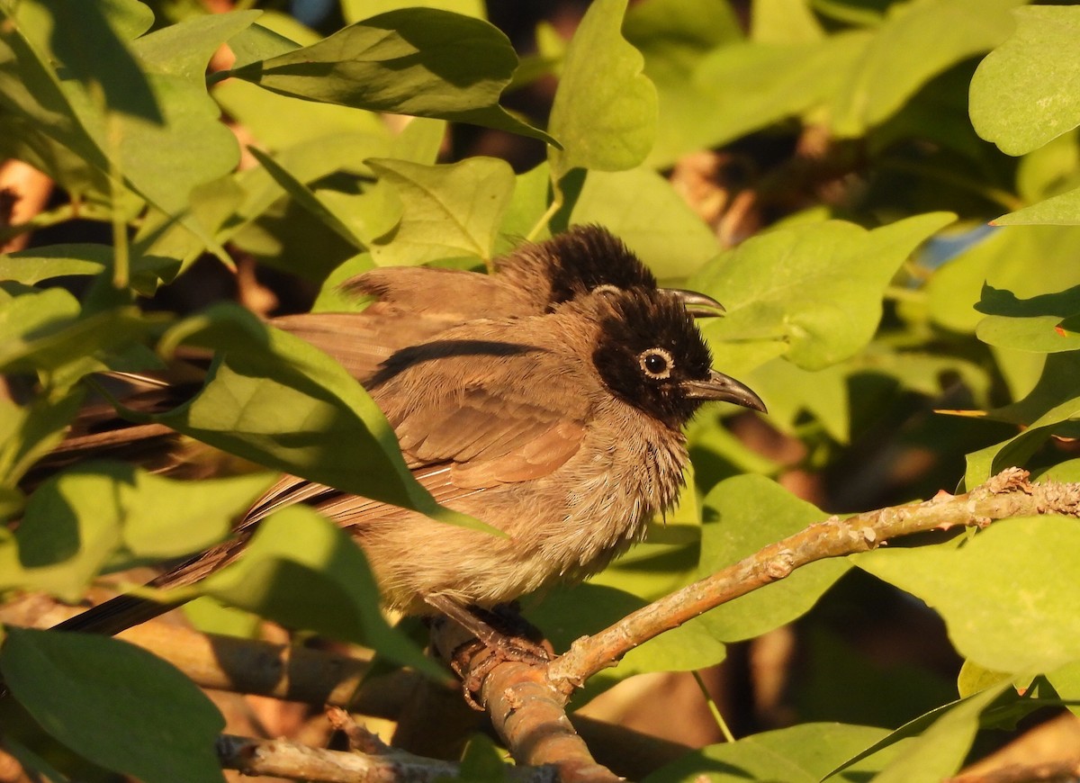 Bulbul d'Arabie - ML643475050