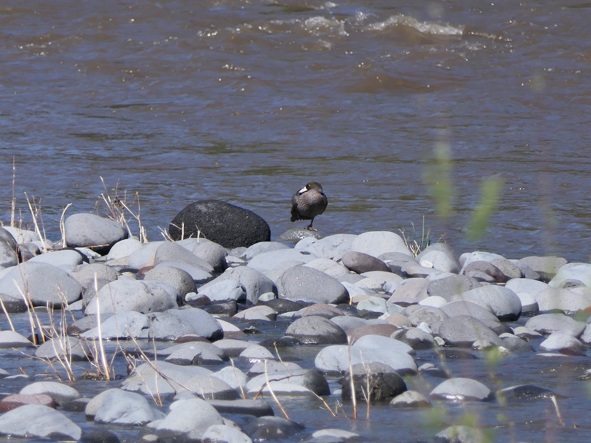Blue Duck - ML643475071