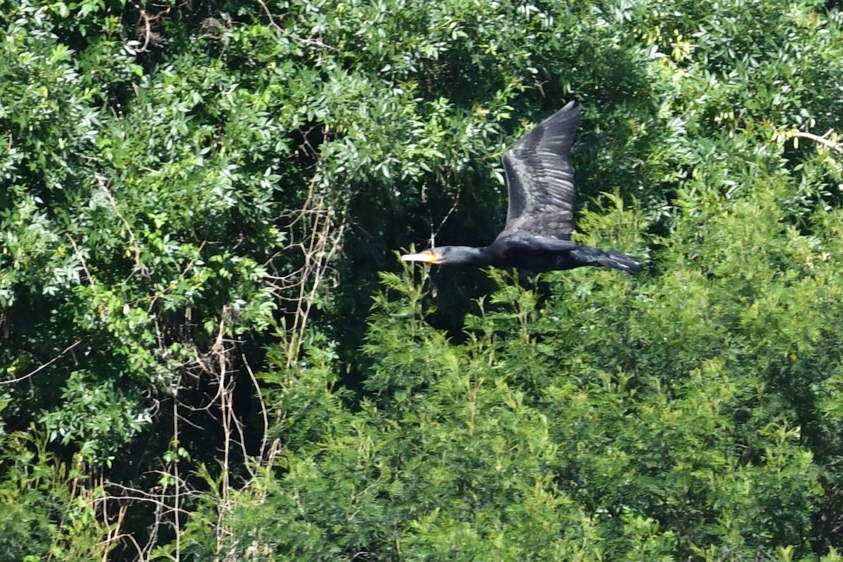 Cormorán Grande - ML643475072
