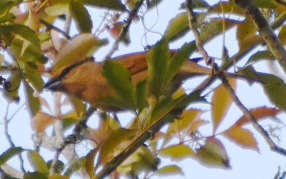 Brown Tanager - ML643475073