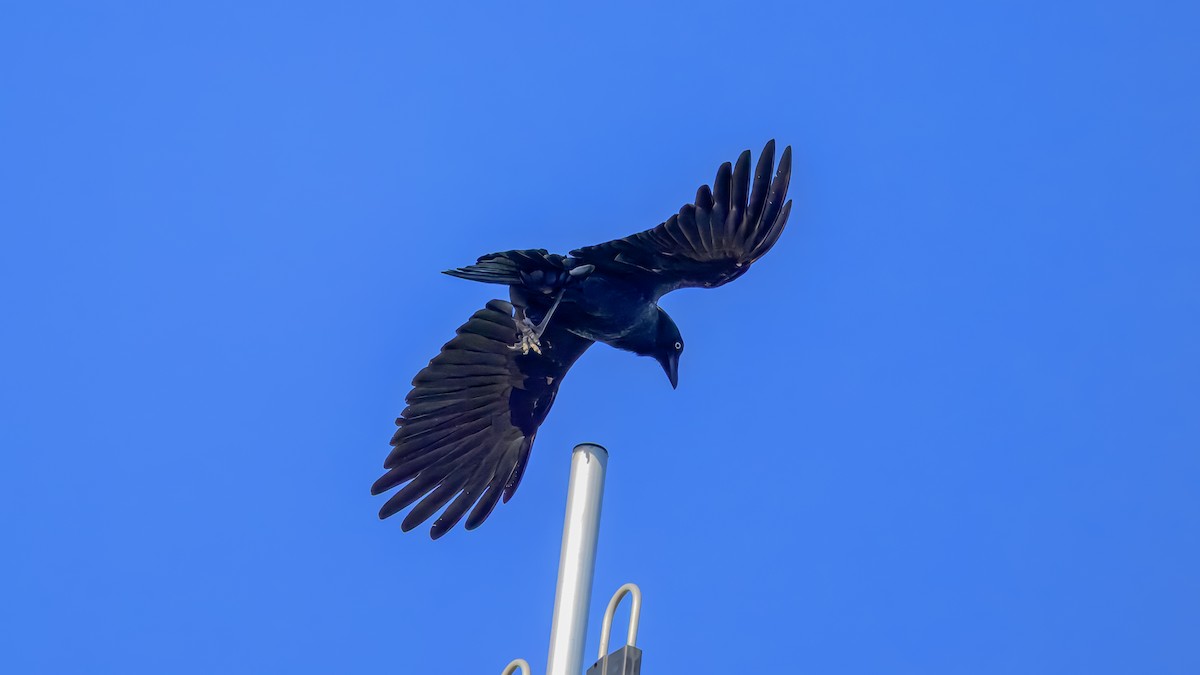 Torresian Crow - ML643475076
