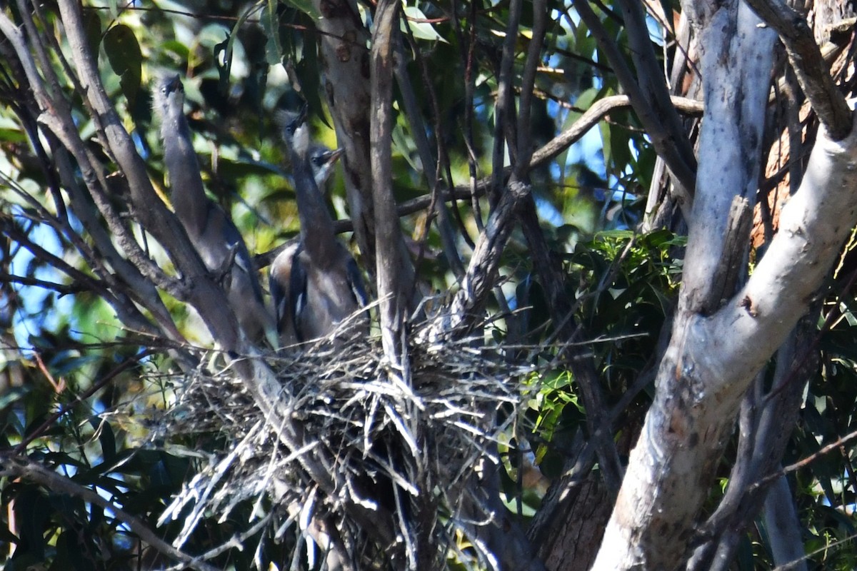 White-faced Heron - ML643475078