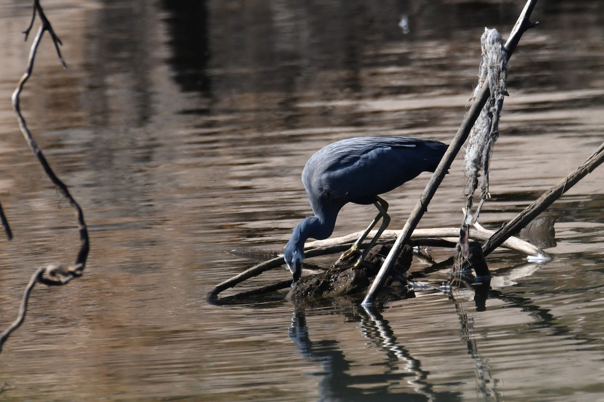 White-faced Heron - ML643475079