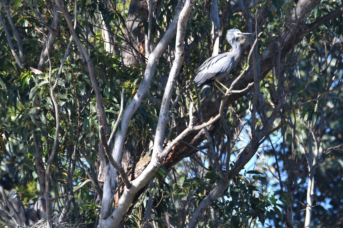 White-faced Heron - ML643475080