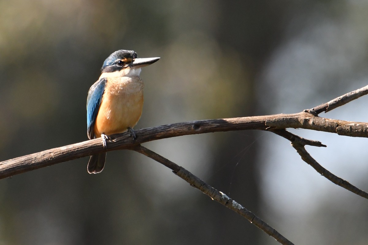 Sacred Kingfisher - ML643475083