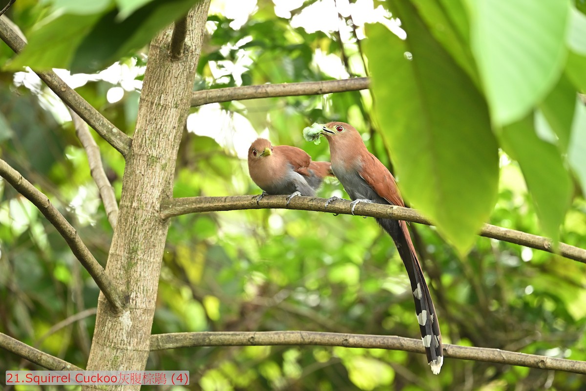 Squirrel Cuckoo - ML643475084