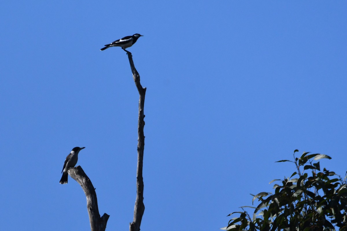 Gray Butcherbird - ML643475087