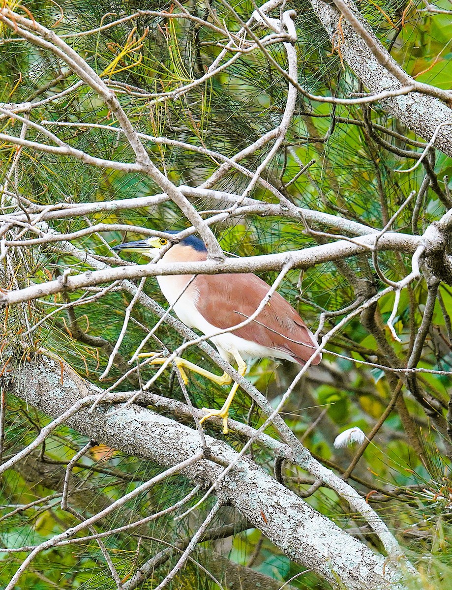 Nankeen Night Heron - ML643475088