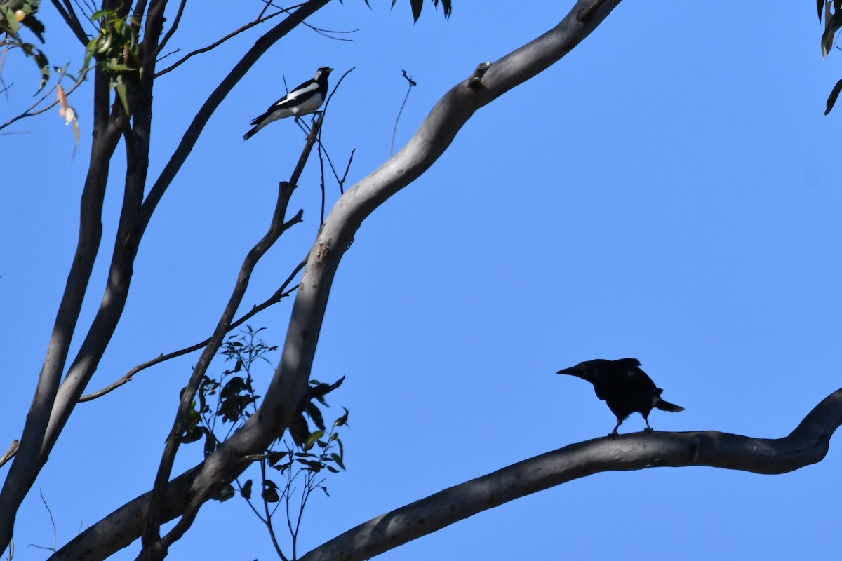 Pied Currawong - ML643475091