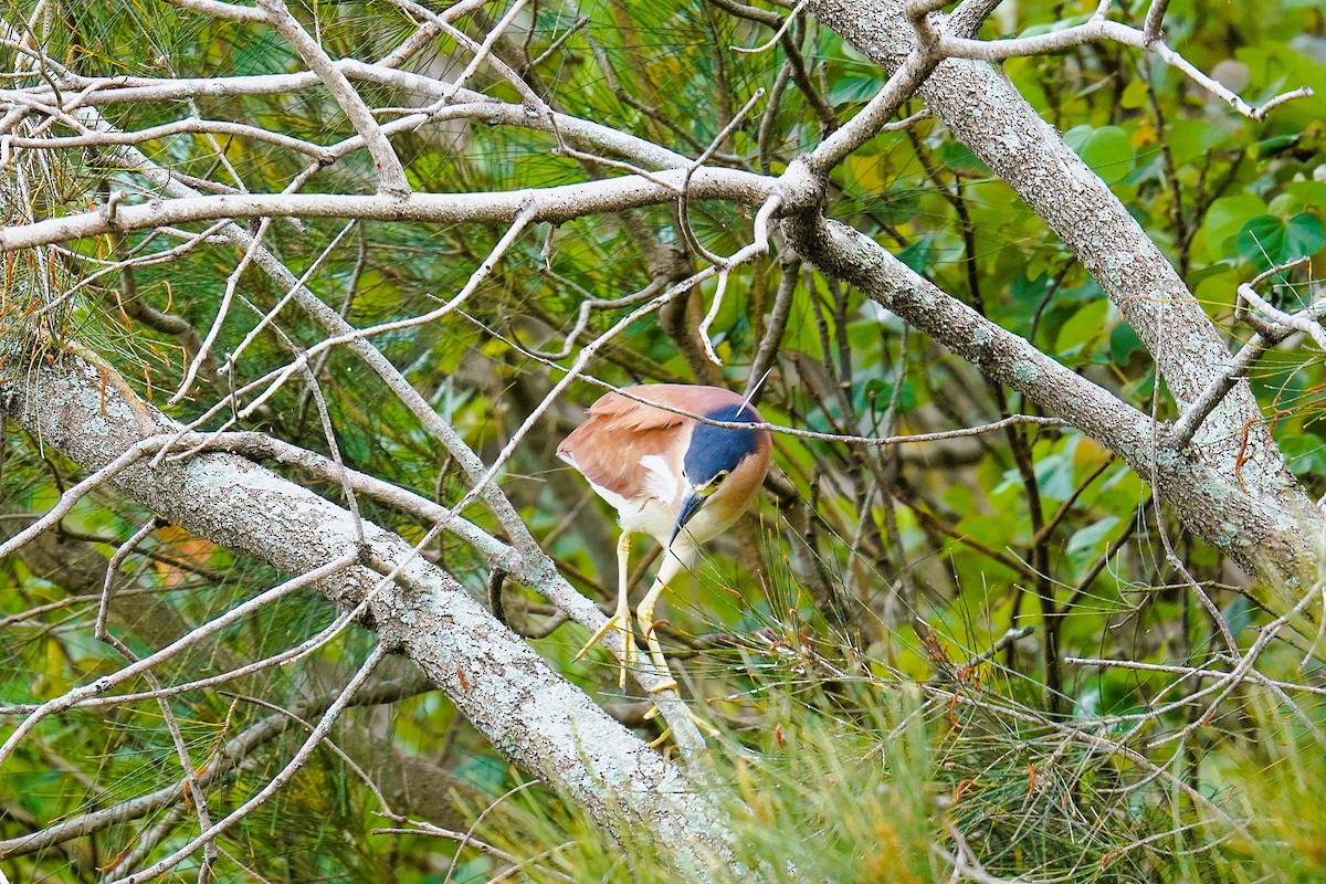Nankeen Night Heron - ML643475093