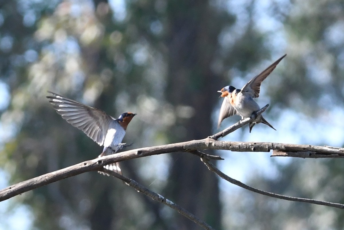 Welcome Swallow - ML643475096