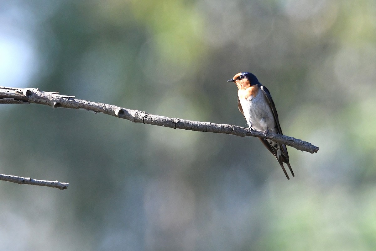 Welcome Swallow - ML643475097