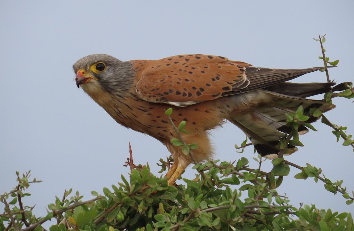 Rock Kestrel - ML643475098
