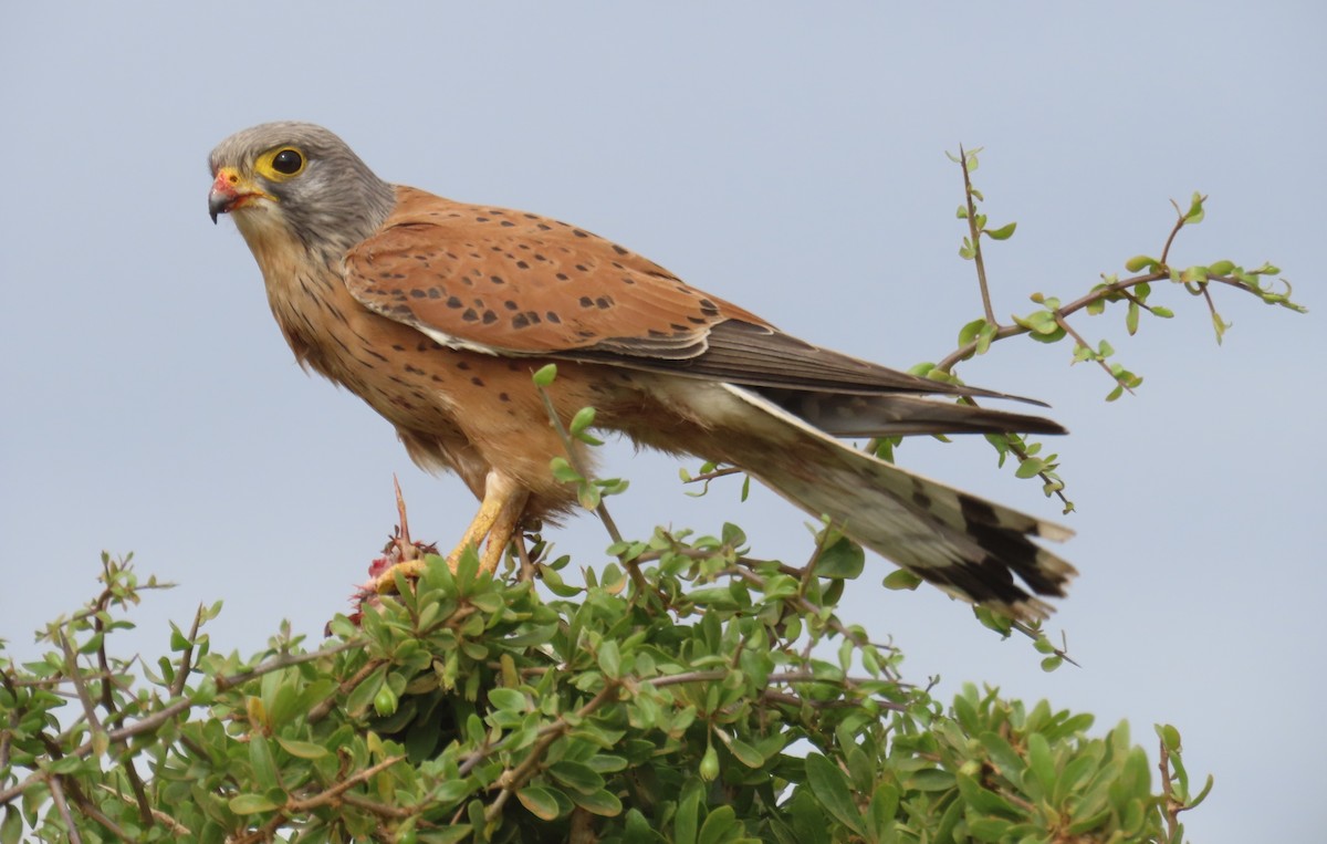Rock Kestrel - ML643475100