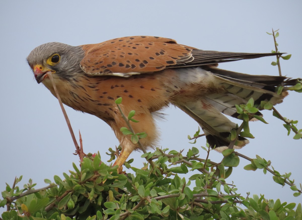 Rock Kestrel - ML643475102