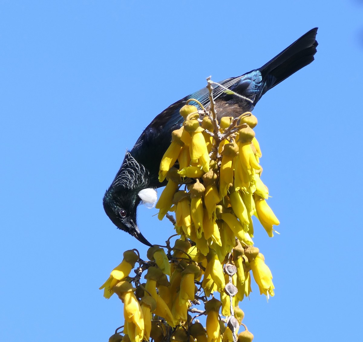 Tui - ML643475104