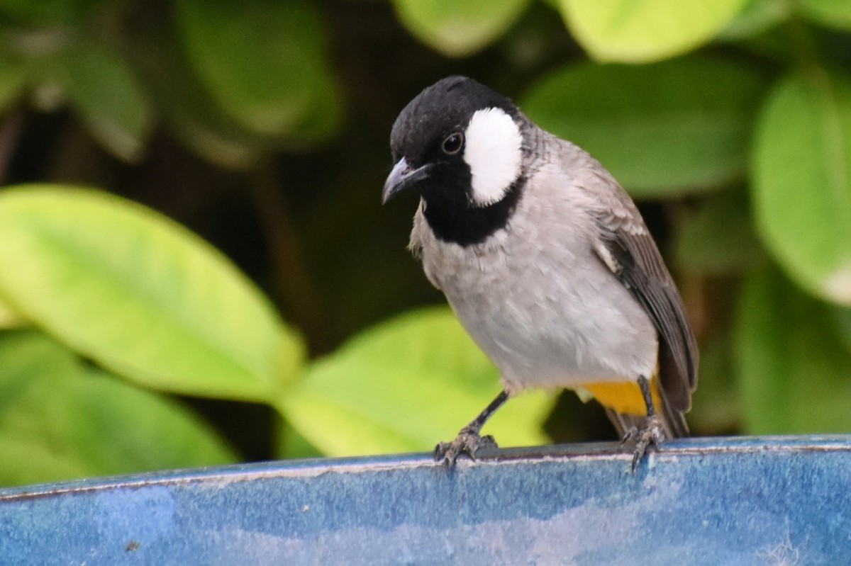White-eared Bulbul - ML643475121