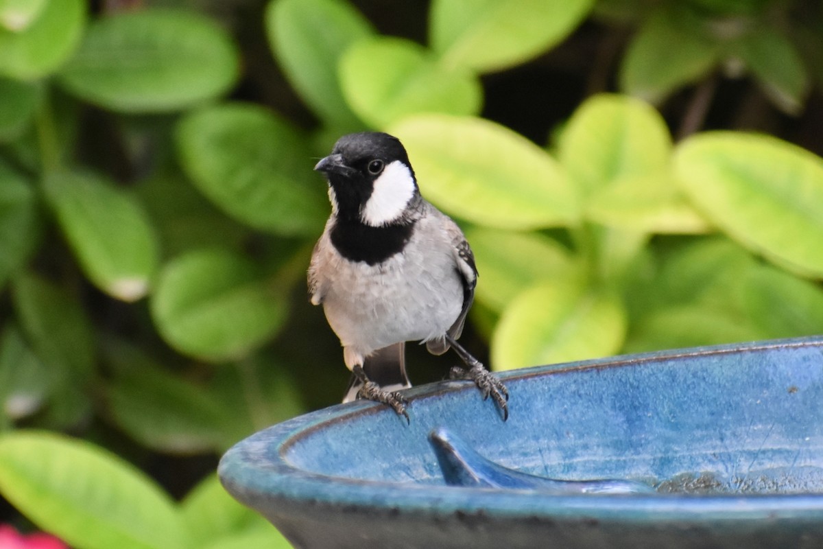 White-eared Bulbul - ML643475122