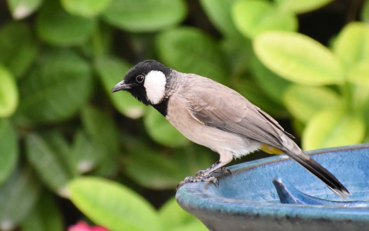 White-eared Bulbul - ML643475123