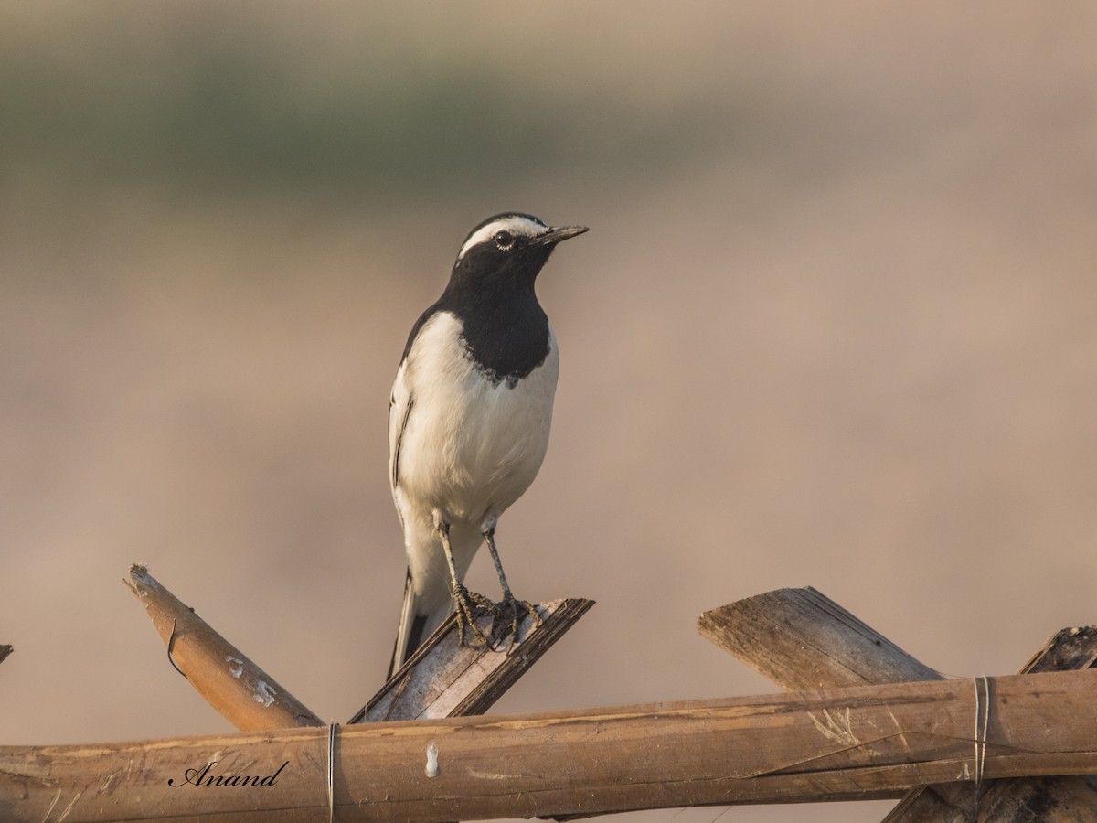 White-browed Wagtail - ML643475124