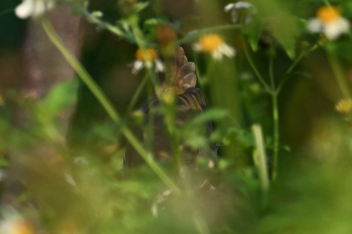 Thick-billed Warbler - ML643475139