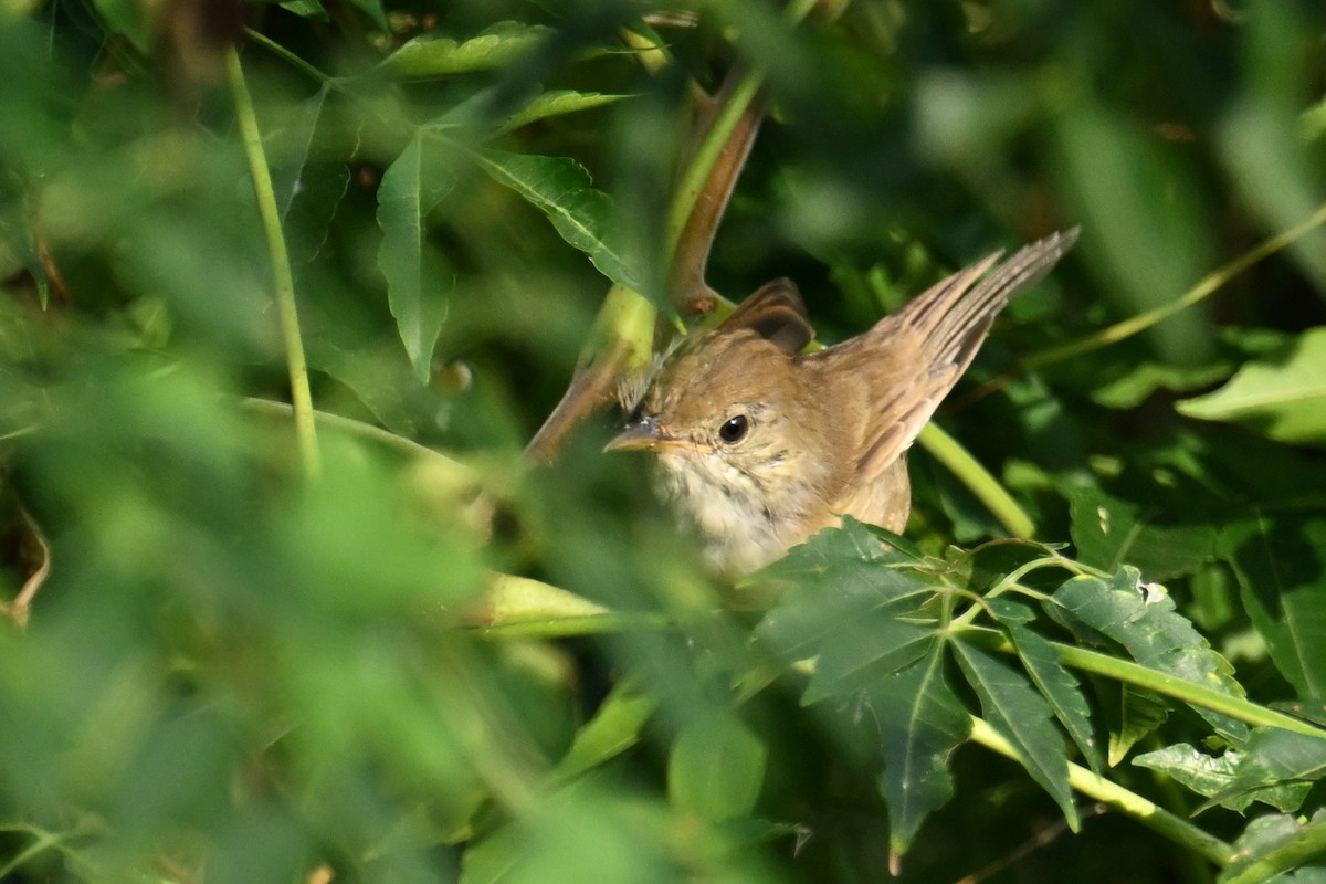 Thick-billed Warbler - ML643475141