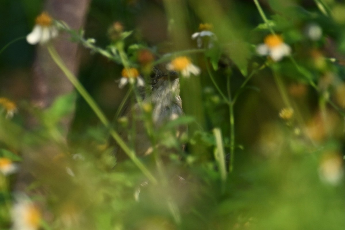 Thick-billed Warbler - ML643475142