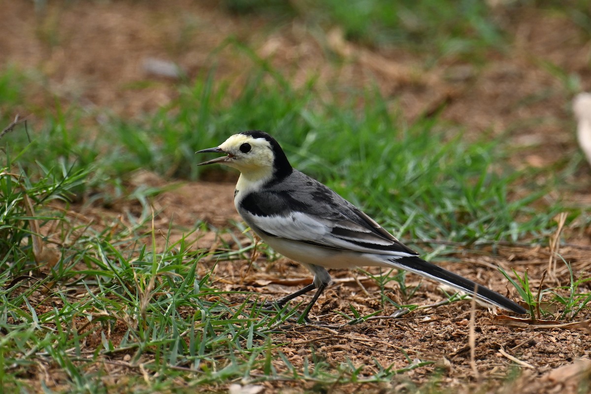Плиска біла (підвид leucopsis) - ML643475177