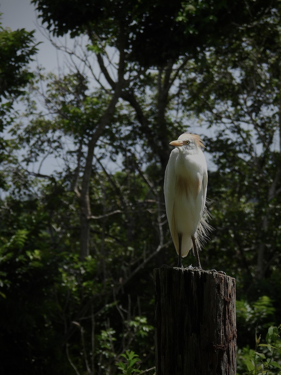 Western Cattle-Egret - ML643475179