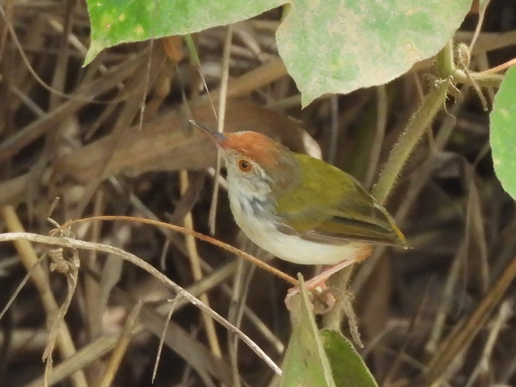 Common Tailorbird - ML643475207