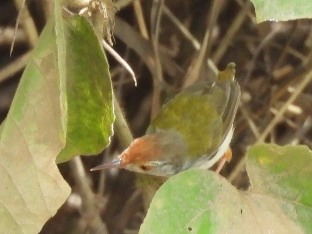 Common Tailorbird - ML643475208