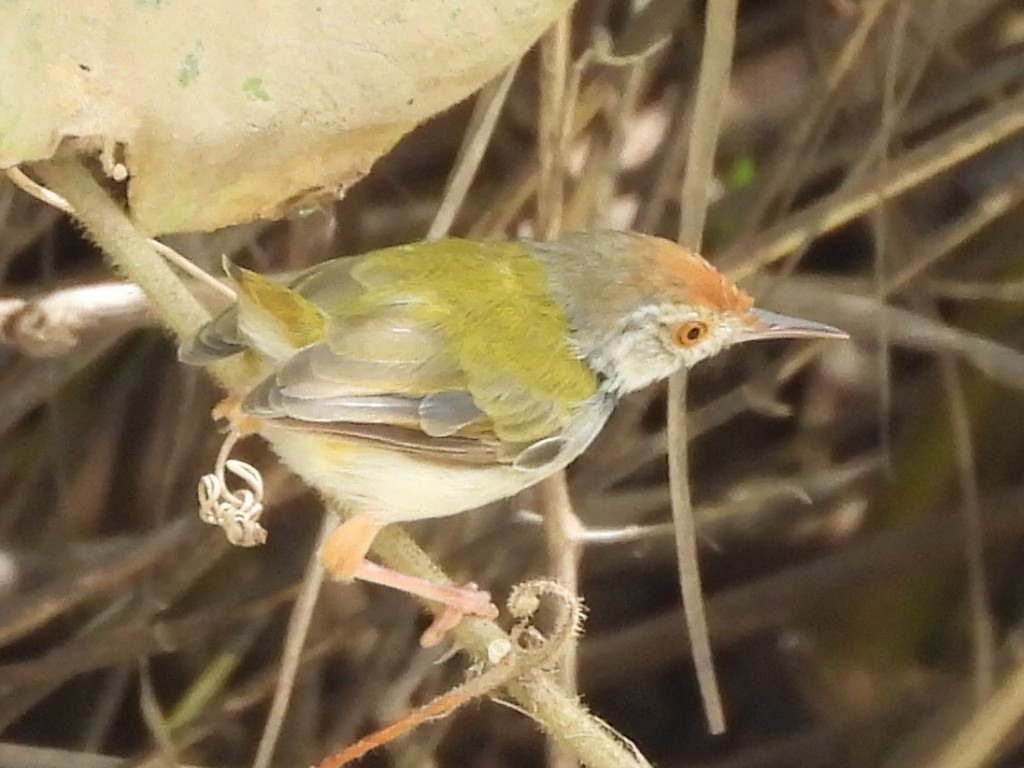 Common Tailorbird - ML643475211