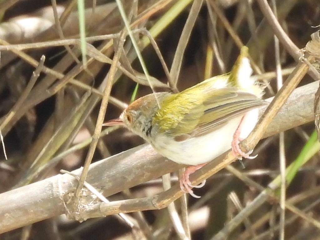 Common Tailorbird - ML643475213