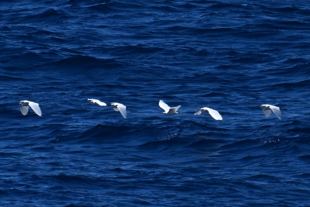 Héron de Coromandel - ML643475215