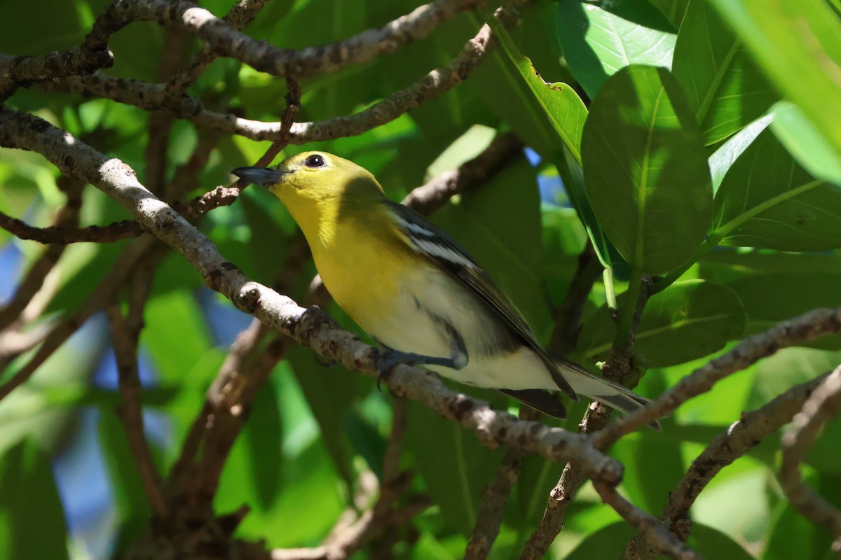 Sarı Gerdanlı Vireo - ML643475253