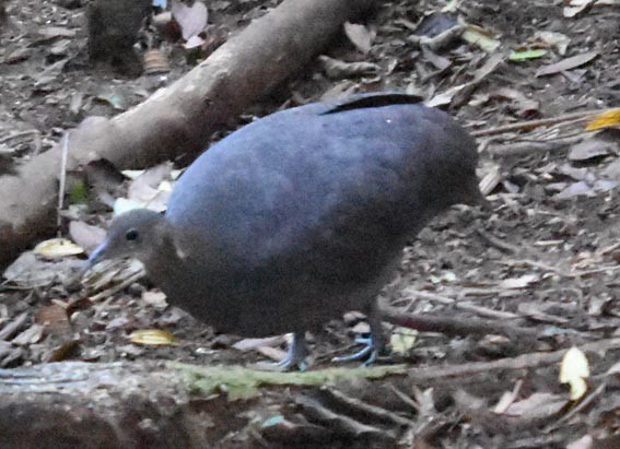 Solitary Tinamou - ML643475254