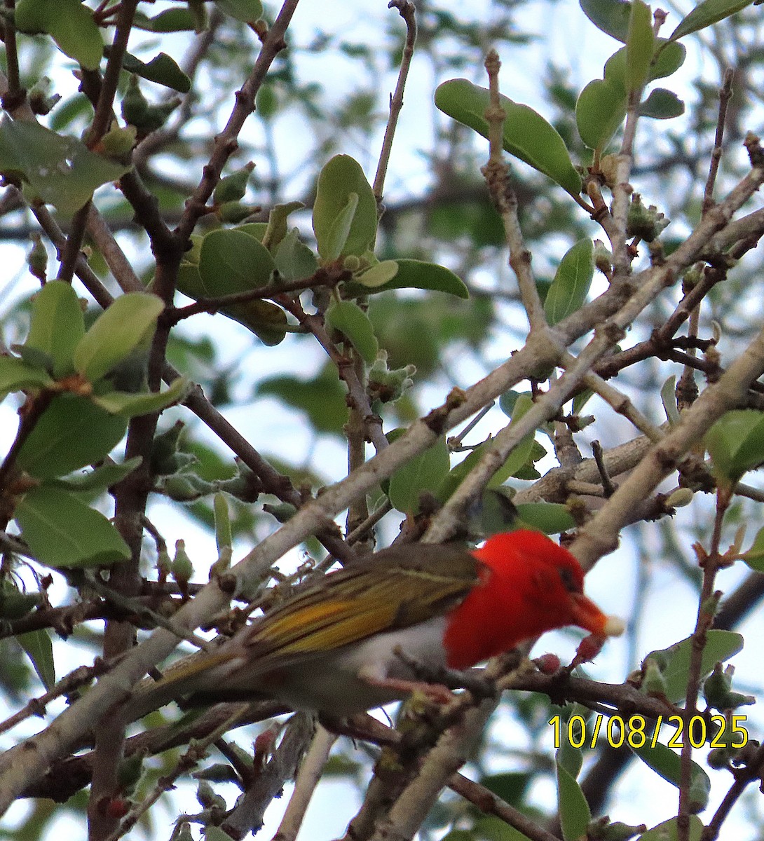 Red-headed Weaver (Southern) - ML643475255