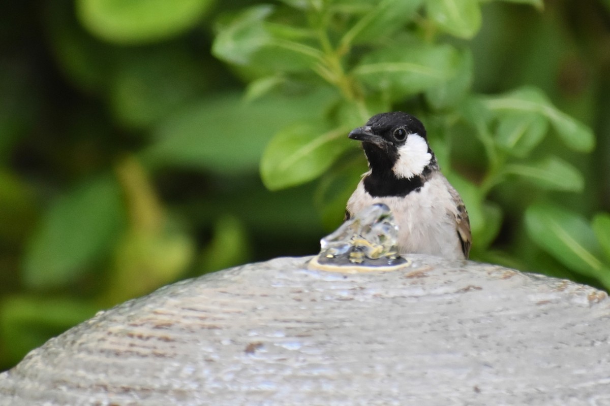 White-eared Bulbul - ML643475258