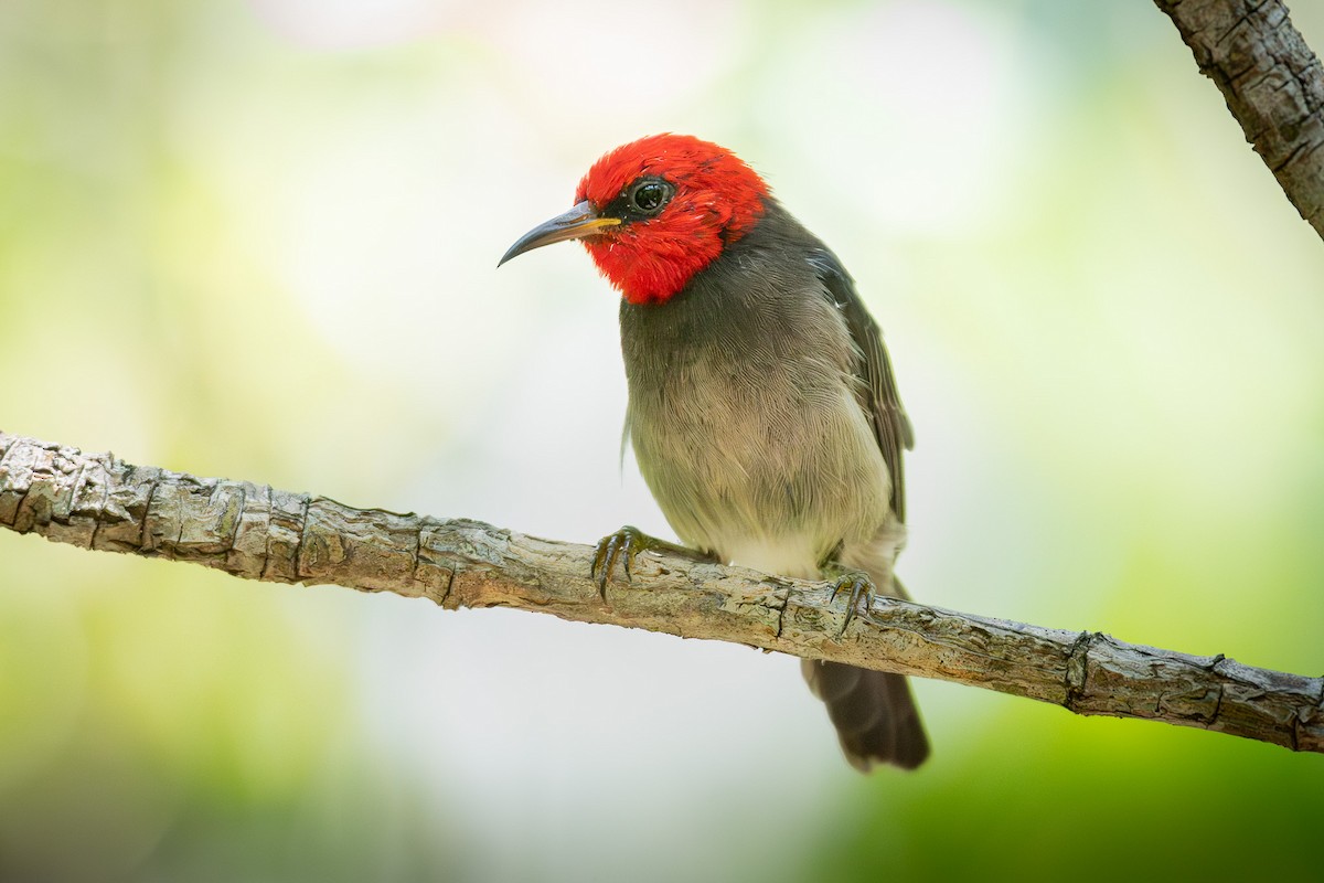 Red-headed Myzomela - ML643475260