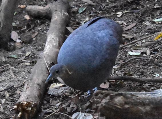 Solitary Tinamou - ML643475263