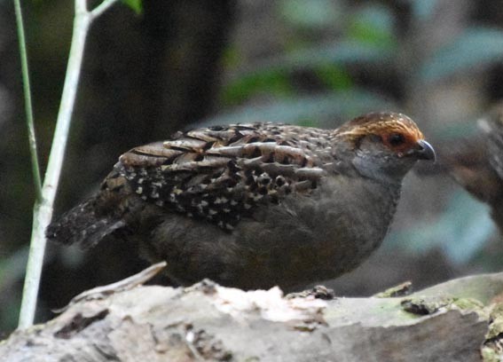Spot-winged Wood-Quail - ML643475273